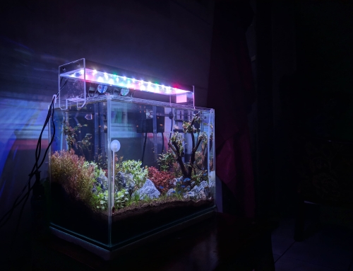 4 Reasons Why Acrylic Sheets are a Popular Choice for Aquariums